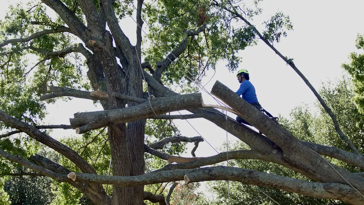 Professional Crown Thinning performed by certified arborists in Three Rivers
